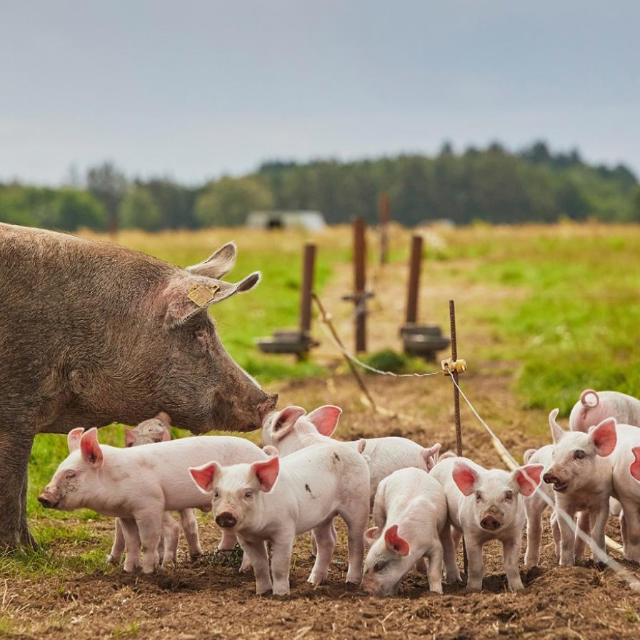 shutterstock_varken-in-de-wei_web.jpg
